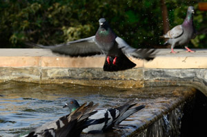 Landing Pigeon